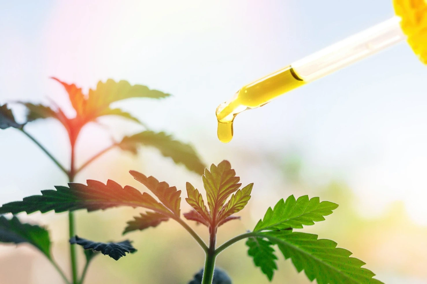Find Your Sweet Spot: How to Dose Hemp Oil