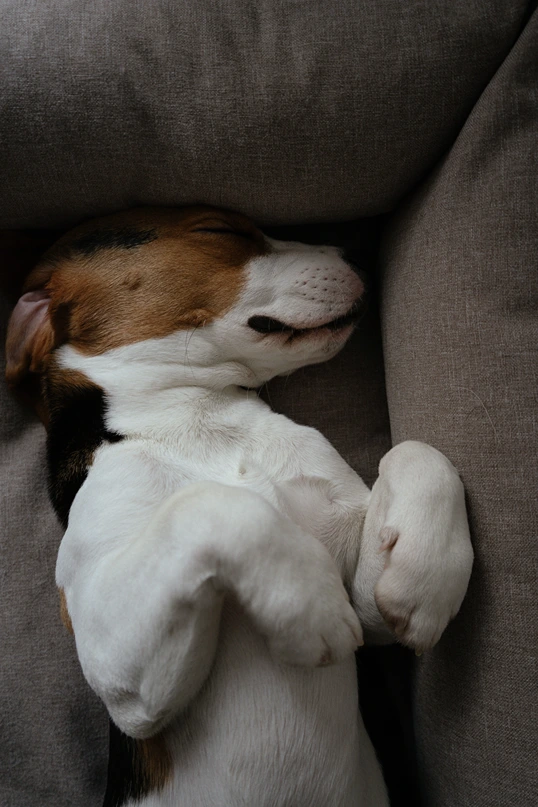 beagle puppy sleeping thanks to hemp treats
