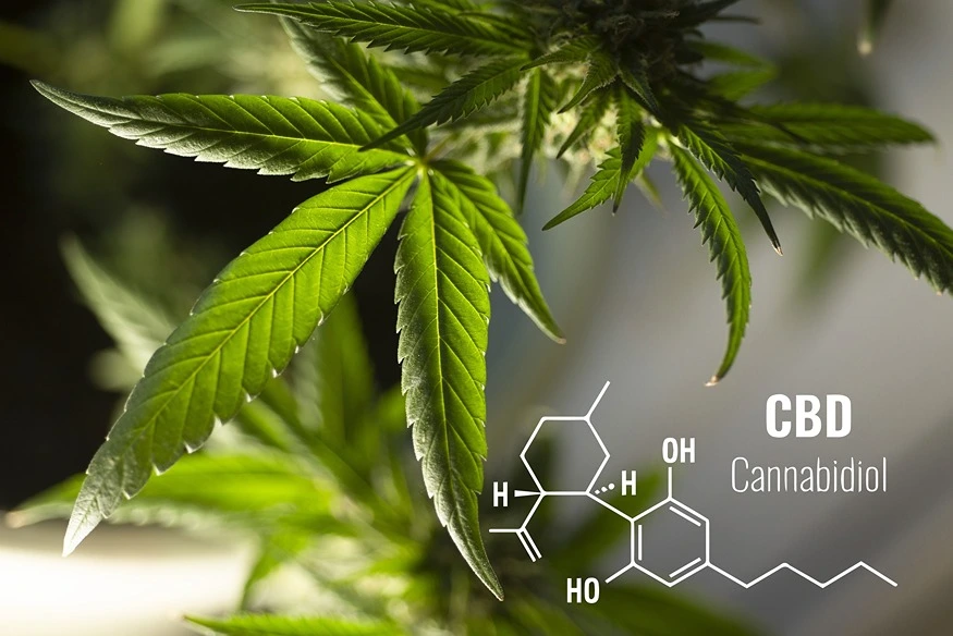 Does Full Spectrum Hemp Oil Have CBD? Yes. And More!