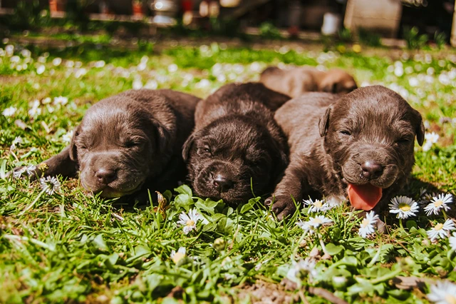 The Wonders of CBD and Hemp for Puppies